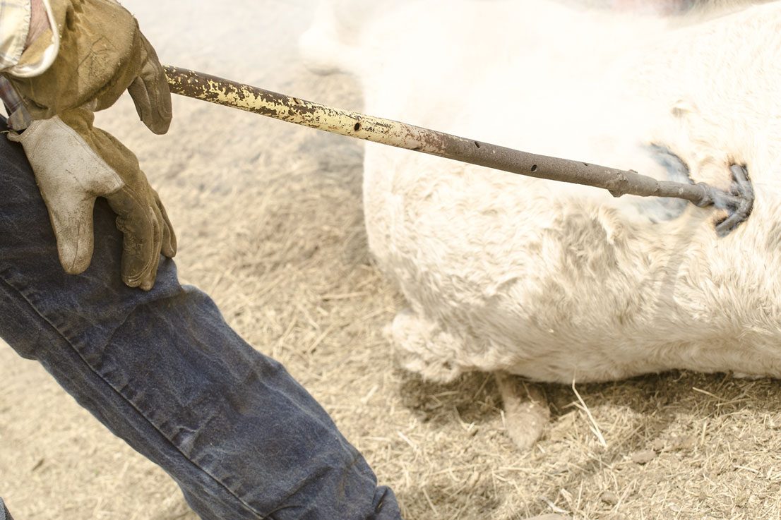 cattle branding cattle branding